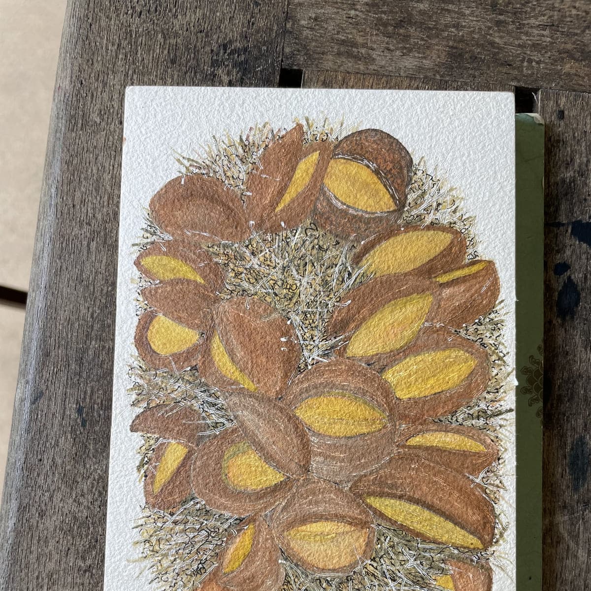 A botanical study of seed pods drawn in a sketchbook